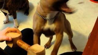 Dog Training Tutorial - Teach Your Dog to Fetch Using The Clicker Method (Part 1)