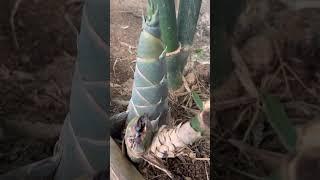 Giant Bmamboo Shoots #giant #bamboo #shoots #giantbambooshoots