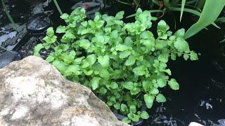 Growing Grocery Store Watercress for the Fish Pond