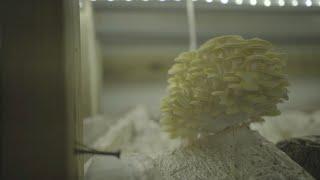 Growing Oyster Mushrooms Indoors - INTRODUCTION (1 of 5)