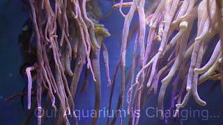 Our Aquarium is Changing...World Museum | National Museums Liverpool