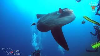 Diving "Crystal Bay" in Nusa Penida