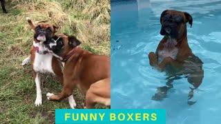 Cute and Funny Boxer dogs