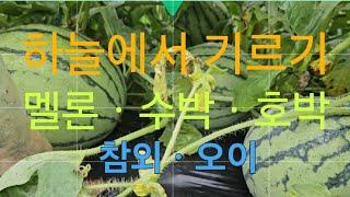 하늘에서 멜론ㆍ호박ㆍ수박ㆍ참외 기르기#고니팜#240707