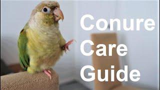 Conure Care Guide | Everything You Need To Know! | BirdNerdSophie