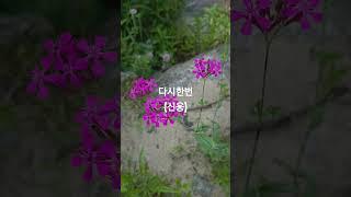 #다시한번 #신웅 #트롯트 왕 #10대가수 # 인기가수
