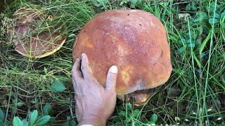 FORAGING MUSHROOMS!! KING BOLETE!! GIANT FUNGHI PORCINI! Cèpe! Cep! Steinpilz! Boletus edulis. ASMR.