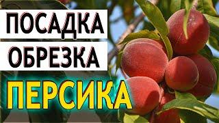 Как посадить персик весной правильно? Обрезка персика. Новая формировка персика...