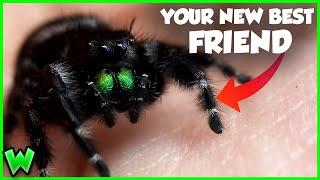 This Spider Will CURE Your Arachnophobia - The Bold Jumping Spider