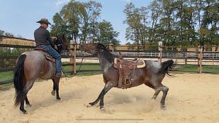 Ponying an Aggressive Horse: She Attacked Him! 