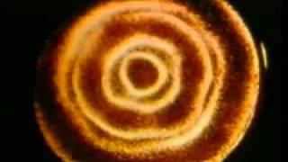 ToneSpectra.com - Cymatics: Bringing Matter To Life With Sound (2/3)