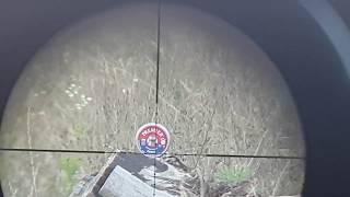 Diana 460 magnum 80 meters (90 yards) shooting in a box