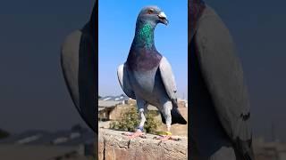 Racer pigeon short video  #kabootar #kbootar #kabutar #pegeon #pigeon #pigeonlover #birds #youtube