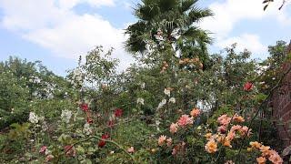 Recorrido por el Jardín - Primavera 2024 - jardín de rosas - Garden Tour