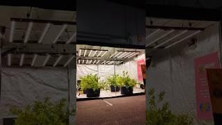 Prop Hydroponic Cannabis Crop @ HHI Expo Canberra | Film & Television Props