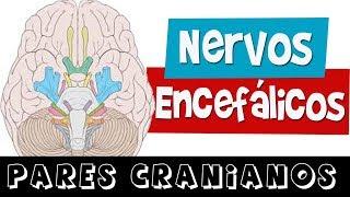 NERVOS ENCEFÁLICOS / PARES CRANIANOS (Aula completa) - Rogério Souza