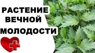 Растение ВЕЧНОЙ МОЛОДОСТИ снижает уровень сахара, очищает почки, омолаживает кожу