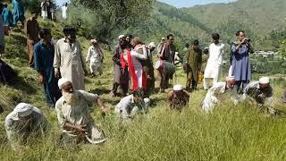 Hazara Grass Cutting With Hashar Mansehra Dharyal