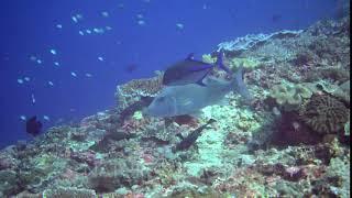 Bluefin trevally (Caranx melampygus) along with longface emperor (Lethrinus olivaceus) over hard ...