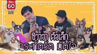 Chihuahua ชิวาวา ตัวเล็ก กะทัดรัด มัดใจ - เพื่อนรักสัตว์เอ้ย EP 60 [3/3]