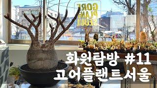 [화원탐방 #11] 서울에 위치한 희귀 식물 가게, 고어플랜트 (아프리카 식물, 괴근식물 전문, Caudex)