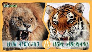 LEON AFRICANO vs TIGRE SIBERIANO: ¿Cuál ganaría?