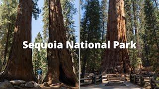 Things to Do in Sequoia National Park Park