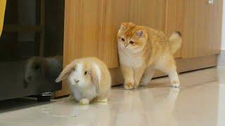 The daily life of bunnies and kittens, ducklings || Kitten Sammy loves to play with the bunny Panda