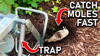 How To Quickly and Easily Trap Moles In Your Lawn or Garden