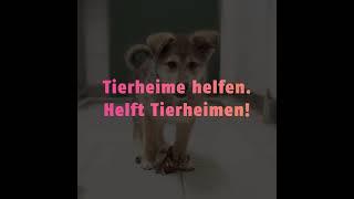 Tierheime Helfen. Helft Tierheimen