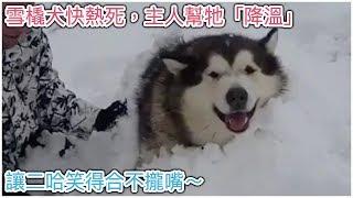 這隻雪橇犬快熱死，主人想了一個超搞笑方式幫牠「降溫」，讓二哈笑得合不攏嘴～