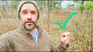 Winter Prunings to Permaculture Yields