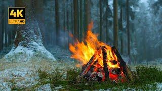 This is a REAL Winter Campfire in a Snowy Forest ️ 100% Authentic Sounds