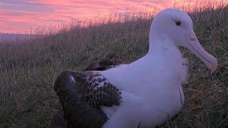 Albatross Chick Pays A Visit To Royal Cam Under Pink New Zealand Skies | DOC | Cornell Lab