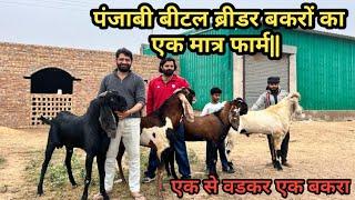 पंजाबी बीटल ब्रीडर बकरों का एक मात्र फार्म || Beetal breader|| Goat Farming | #goatfarming #goat