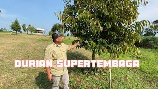 Durian Supertembaga di Kebun Durian Traveler