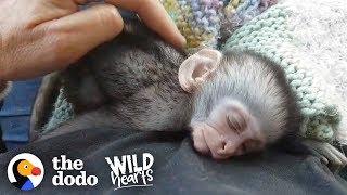 Couple Drops Everything to Save Thousands of Vervet Monkeys | The Dodo Wild Hearts