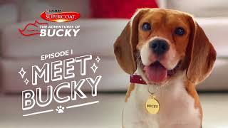 SUPERCOAT  Meet Bucky! (2020) - Bucky