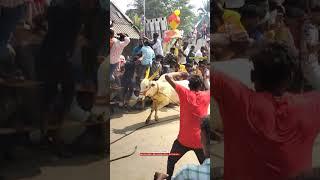 MUNJURPATTU BAHUBALI #jallikattu #manjuvirattu #eruthukattu #jallikattu_kaalai #vellore