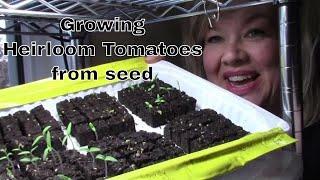 Growing Heirloom Tomatoes from seed