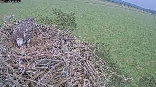 Chick number two emerges and feeds 26.5.24 #foulshawospreys