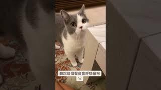 ［錢寶］聽說這個聲音會呼喚貓咪 Sounds to attract cats