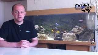 Starter Mbuna List for the Beginner - African Cichlids - Mbuna