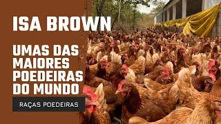  Maior Poedeira do Mundo - Isa Brown