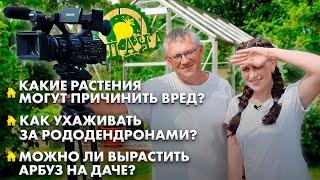 Какие растения не стоит сажать на даче? | Уход за рододендронами | Можно ли вырастить арбуз? | Дача