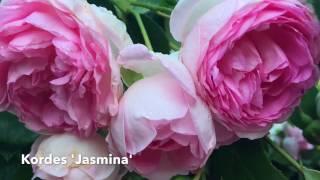 Tour of Roses in my Southern Garden Organically Grown//The Graceful Gardener