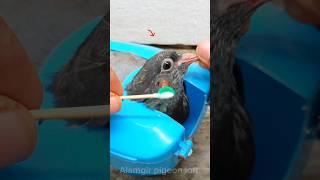 How to pigeon pox treatment 1 step video #pets#duiven#kabotar#pigeonfancier#instagram#palomas#کبوتر