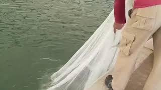 First batch of farm shrimps harvested in Qatar