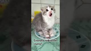 Маргоша и тефтели #cat #веселыекоты #kitten #Маргоша #Тоша #Татоша