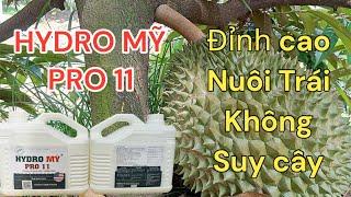 HYDRO MỸ PRO 11 Đỉnh cao Nuôi TRÁI Sầu Riêng không SUY CÂY